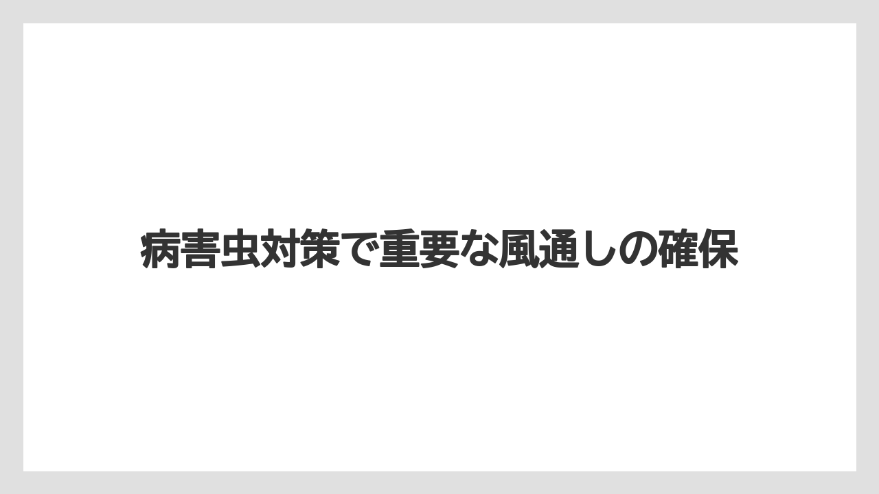 【スモークツリー】【栽培】【苗】病害虫対策で重要な風通しの確保