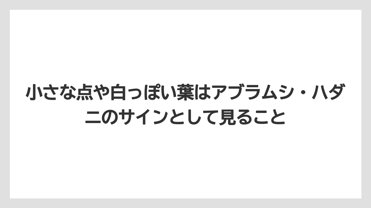 【コーヒー】【大葉】【栽培】小さな点や白っぽい葉はアブラムシ・ハダニのサインとして見ること