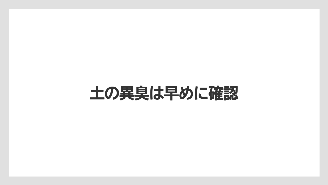 【いけない】【サンスベリア】【サンセベリア】【枯れ】【水やり】土の異臭は早めに確認