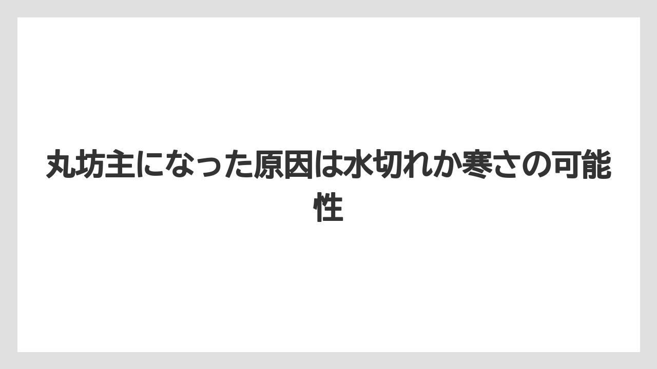 【エバーフレッシュ】【栽培】【育て方】丸坊主になった原因は水切れか寒さの可能性