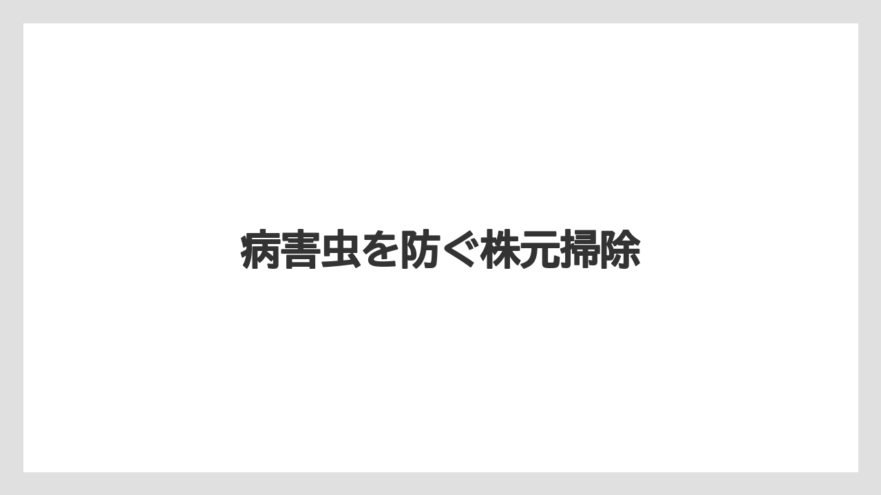 【プランター】【ミント】【剪定】【水やり】【越し】病害虫を防ぐ株元掃除