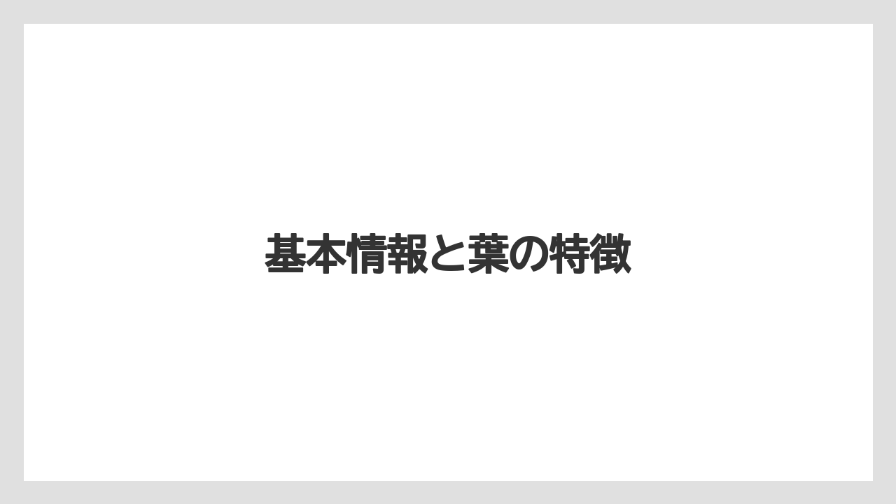 【栽培】【植え】【水やり】【種】【育て方】基本情報と葉の特徴