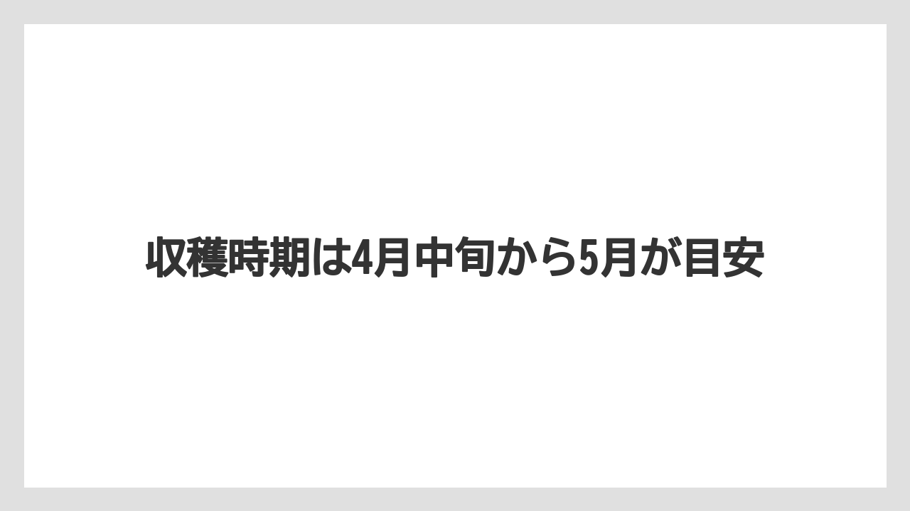 【栽培】【育ち】【行者にんにく】収穫時期は4月中旬から5月が目安