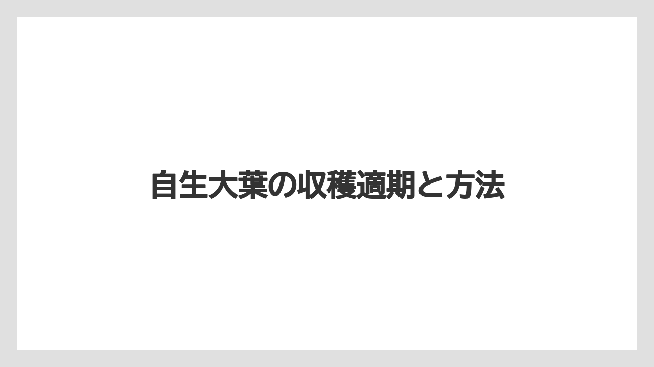 【大葉】【庭】【栽培】自生大葉の収穫適期と方法