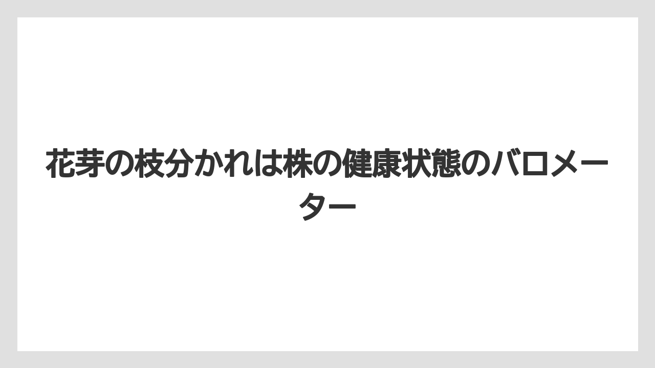 【栽培】【育て方】【胡蝶蘭】【花】花芽の枝分かれは株の健康状態のバロメーター