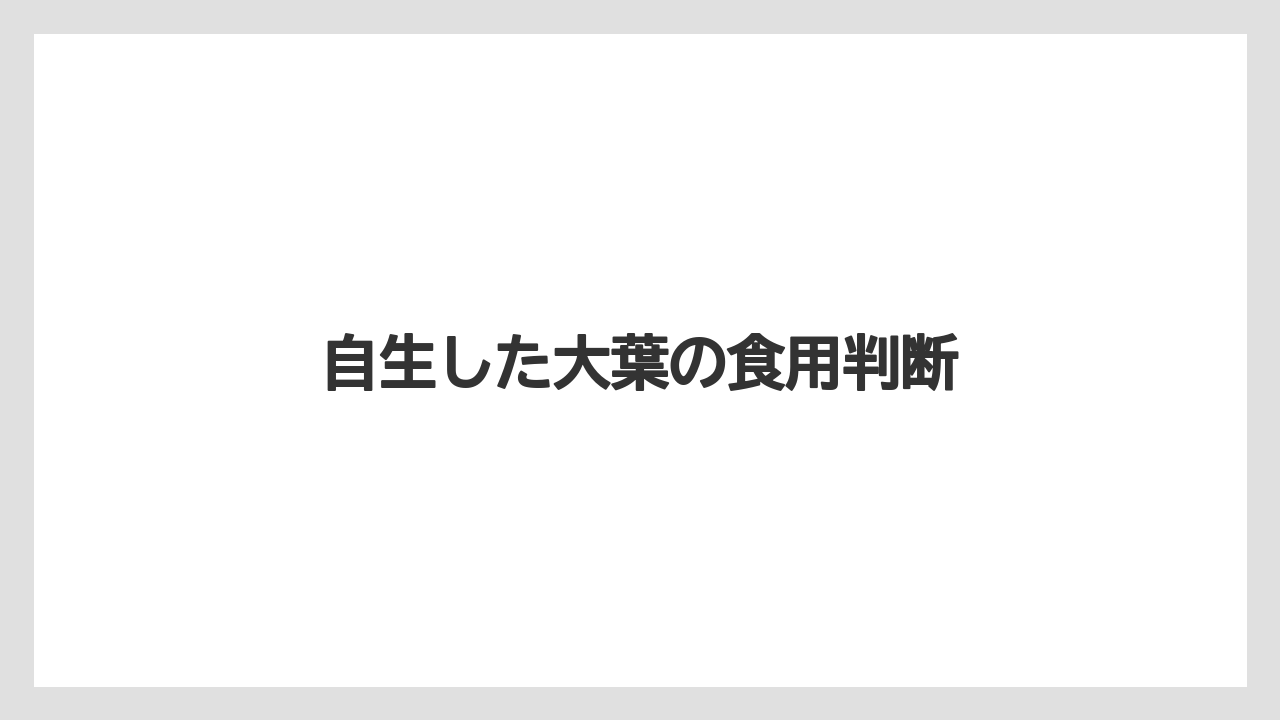 【大葉】【庭】【栽培】自生した大葉の食用判断