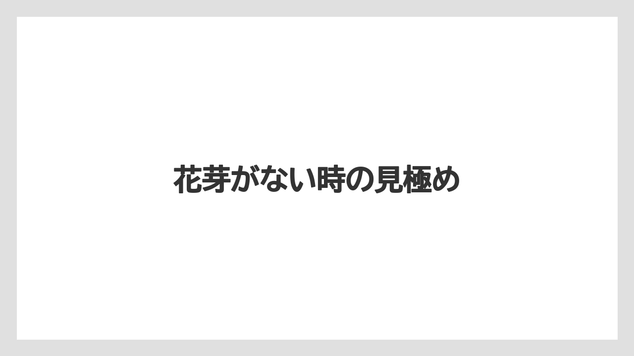【まりも】【シラン】【水やり】【育て方】【花】花芽がない時の見極め