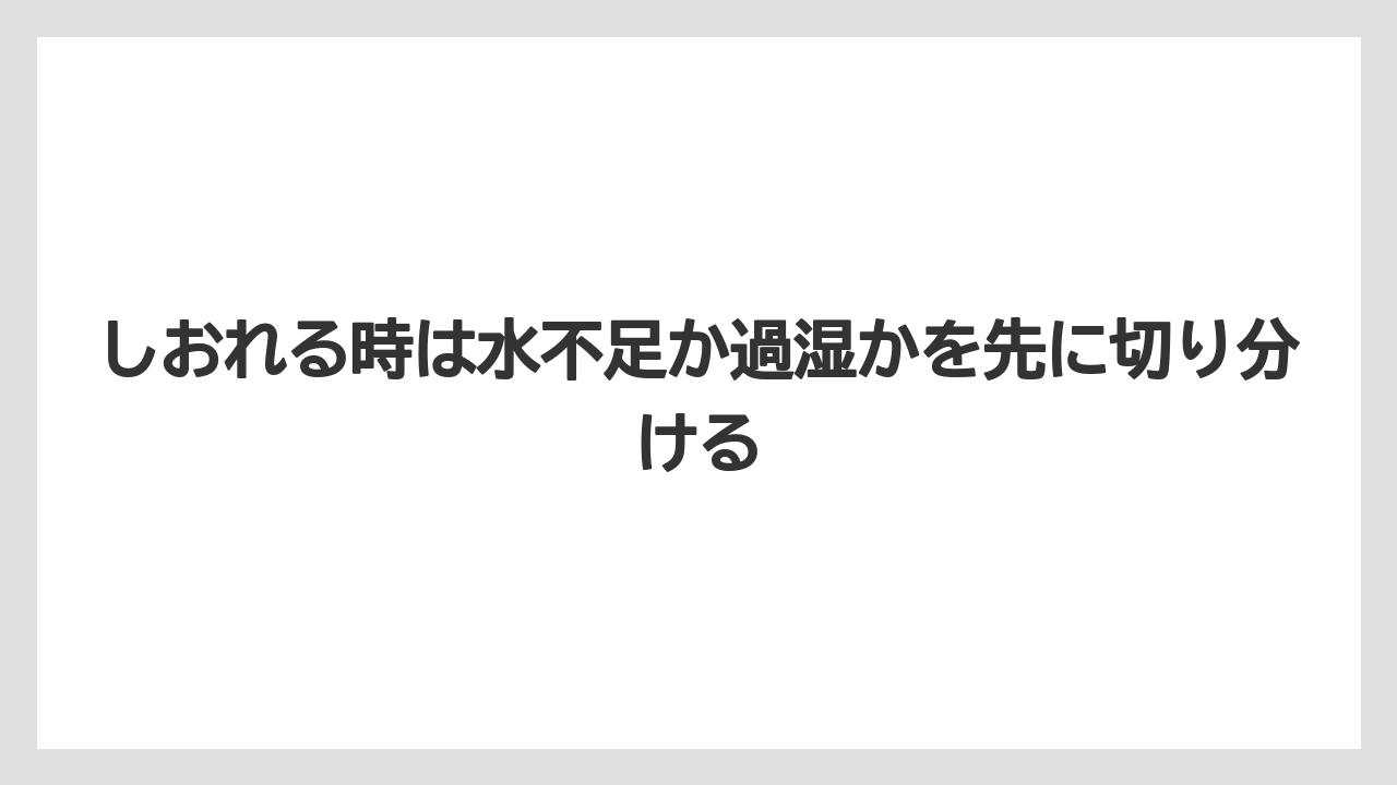 【アガベ】【サボテン】【多肉植物】【栽培】【肥料】しおれる時は水不足か過湿かを先に切り分ける