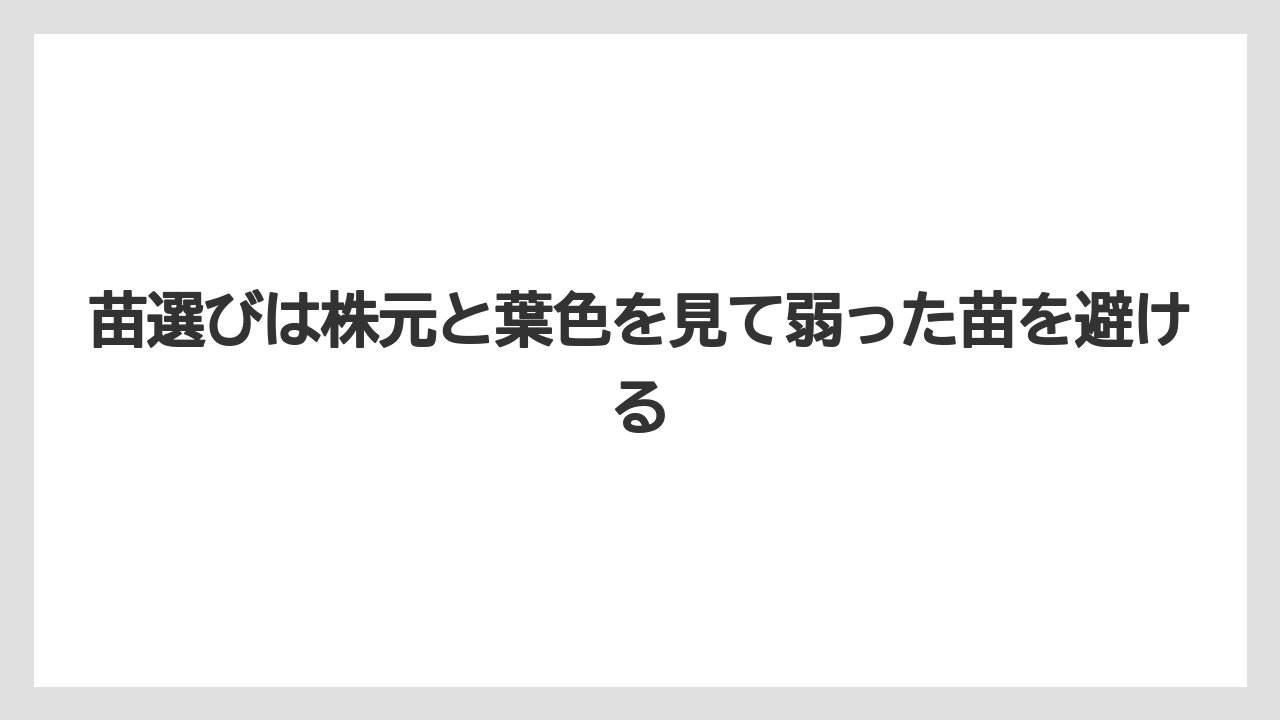 【バラ】【栽培】【肥料】苗選びは株元と葉色を見て弱った苗を避ける