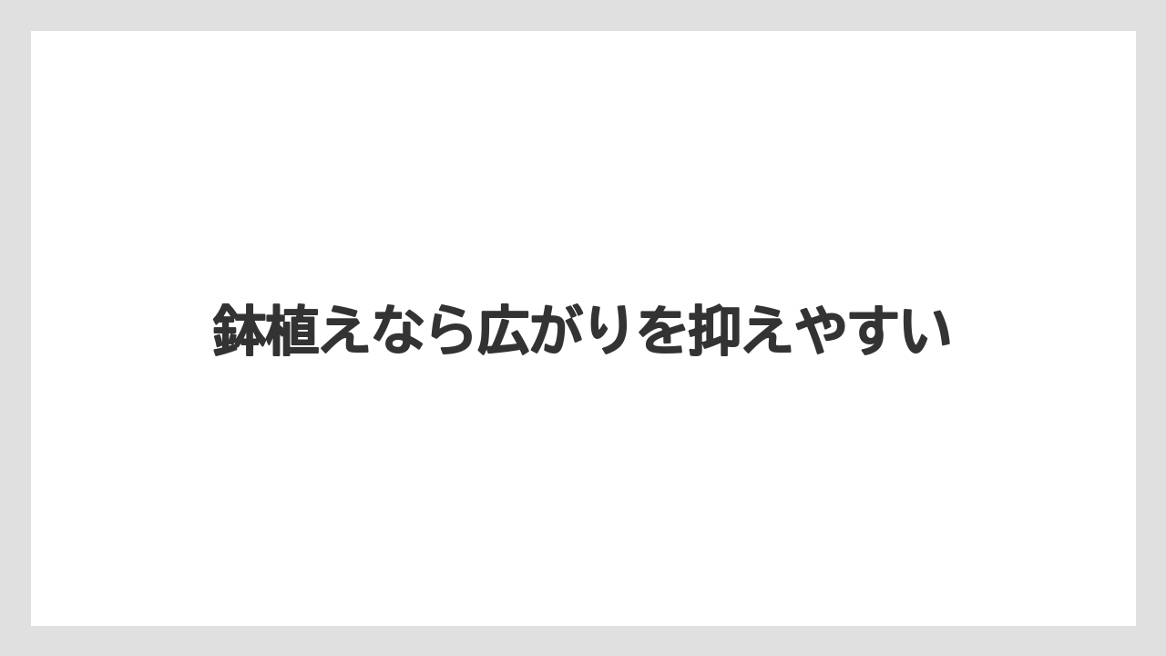 【いけない】【プランター】【植え】【水やり】【育て方】鉢植えなら広がりを抑えやすい