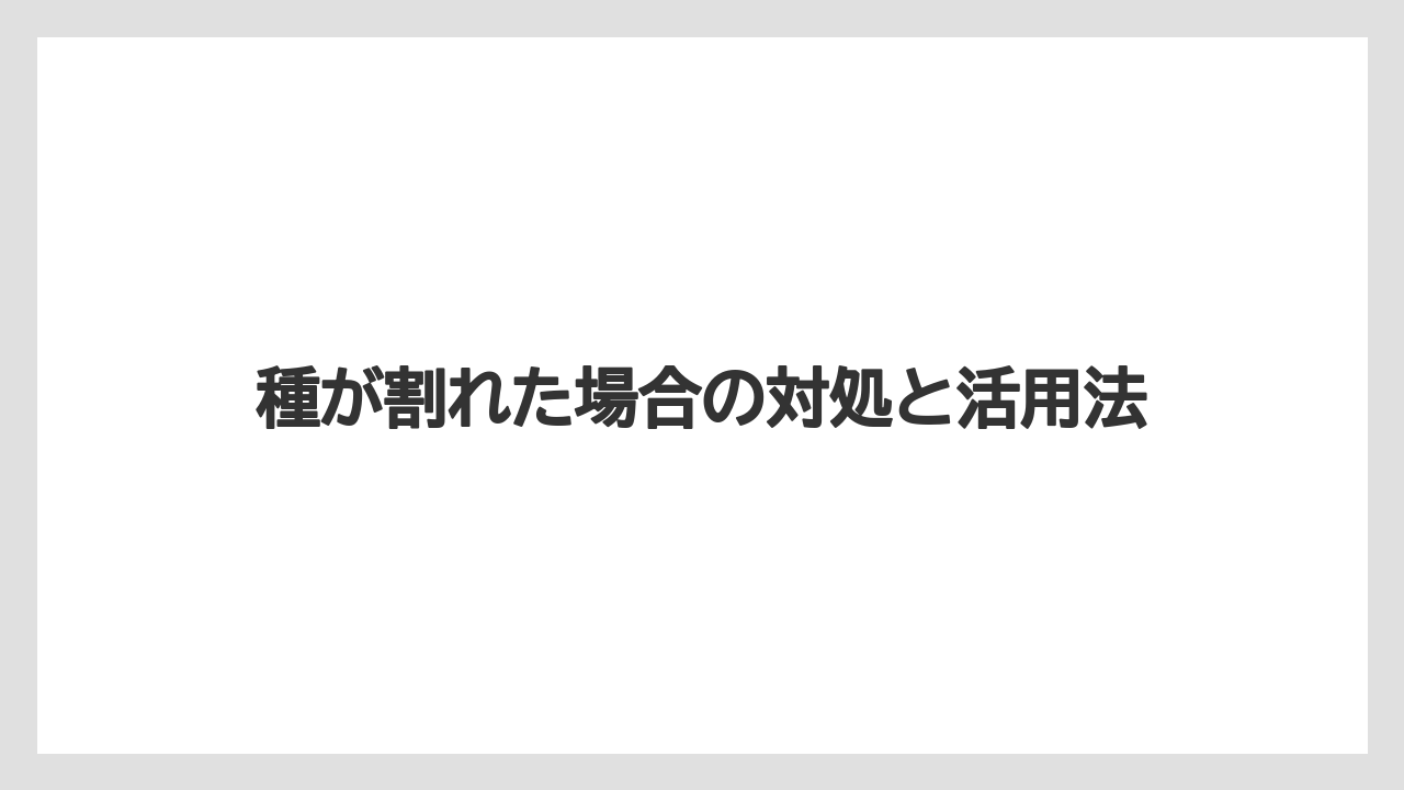 【マンゴー】【栽培】【水耕栽培】【種】種が割れた場合の対処と活用法
