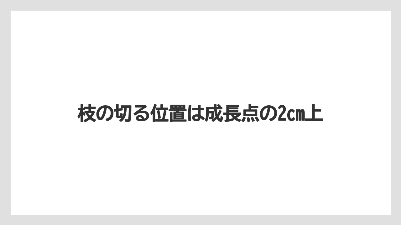 【エバーフレッシュ】【栽培】【育て方】枝の切る位置は成長点の2cm上