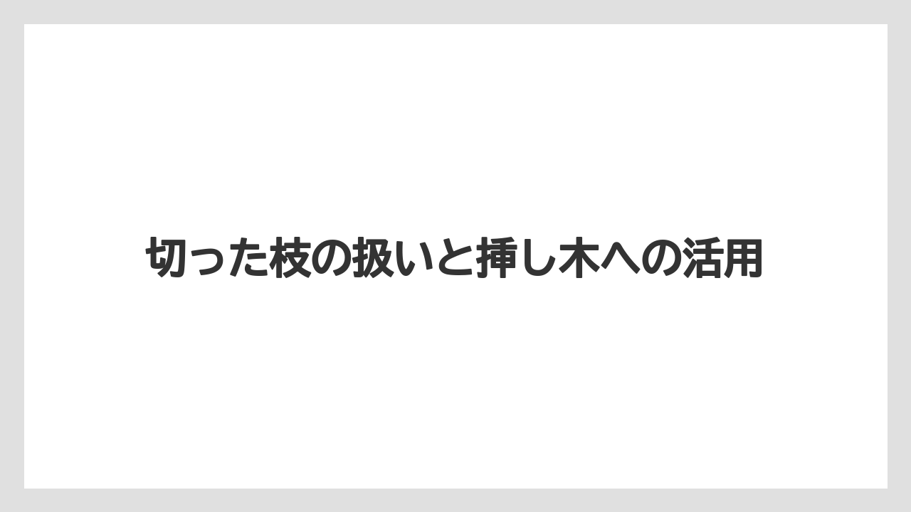 【バラ】【パキラ】【支柱】【栽培】切った枝の扱いと挿し木への活用