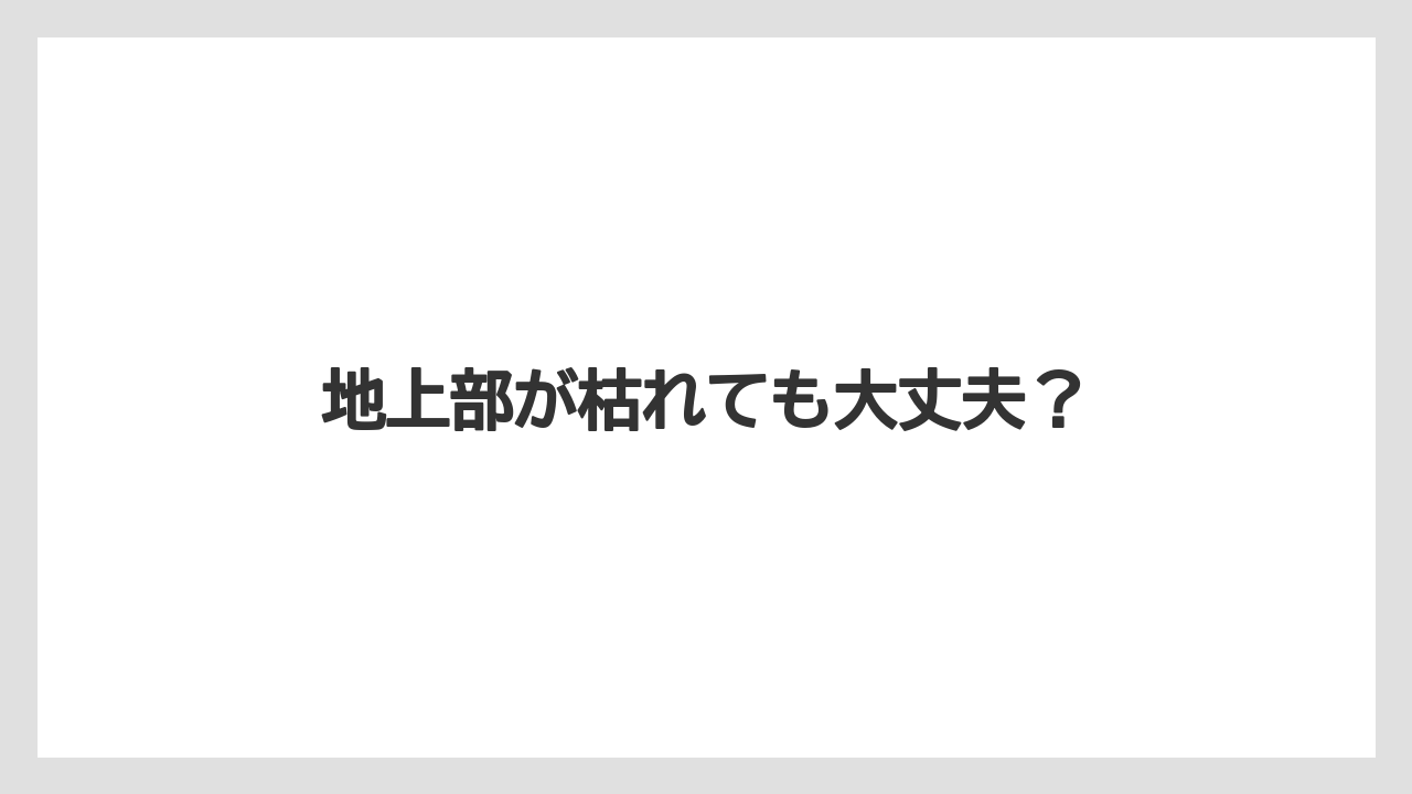 【プランター】【ミント】【剪定】【水やり】【越し】地上部が枯れても大丈夫？