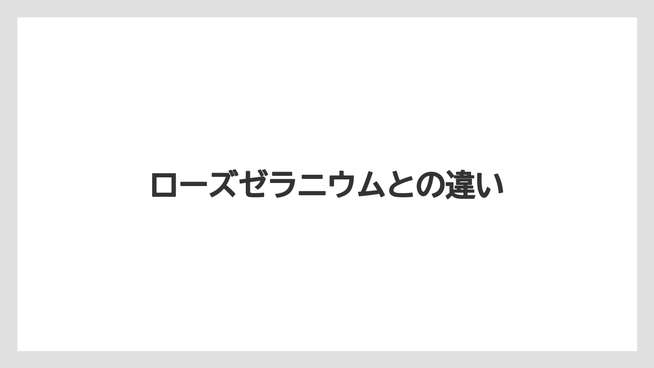 【プランター】【剪定】【植え】【草】【越し】ローズゼラニウムとの違い