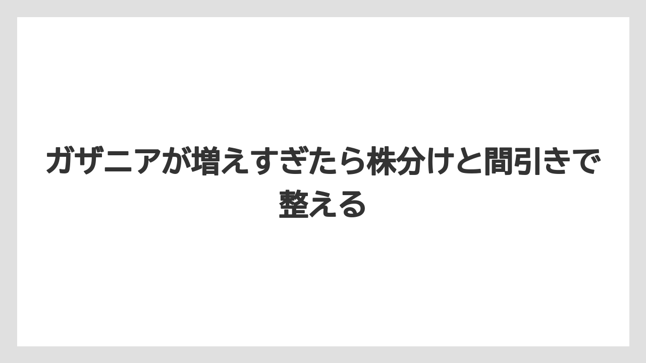 【バラ】【栽培】【肥料】ガザニアが増えすぎたら株分けと間引きで整える