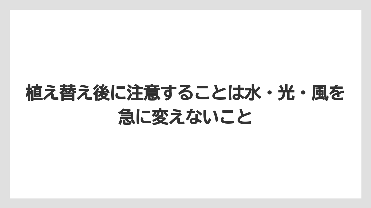 【アガベ】【サボテン】【多肉植物】【栽培】【肥料】植え替え後に注意することは水・光・風を急に変えないこと