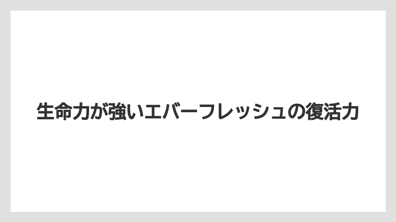 【エバーフレッシュ】【栽培】【育て方】生命力が強いエバーフレッシュの復活力