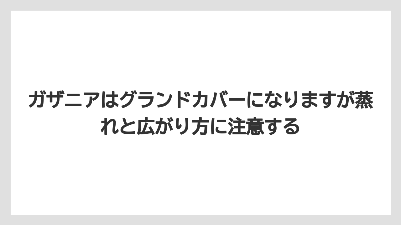 【バラ】【栽培】【肥料】ガザニアはグランドカバーになりますが蒸れと広がり方に注意する