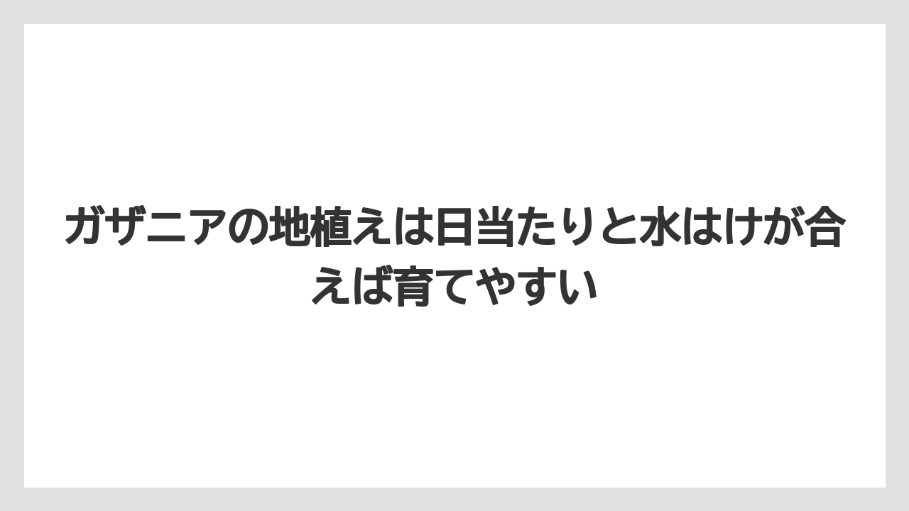 【バラ】【栽培】【肥料】ガザニアの地植えは日当たりと水はけが合えば育てやすい
