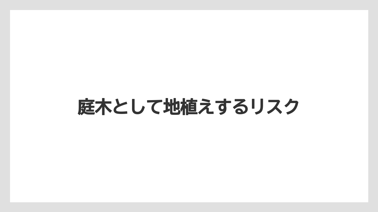 【シマトネリコ】【デメリット】【後悔】【植え】【鉢】庭木として地植えするリスク