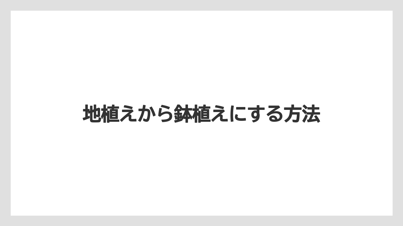【シマトネリコ】【デメリット】【後悔】【植え】【鉢】地植えから鉢植えにする方法