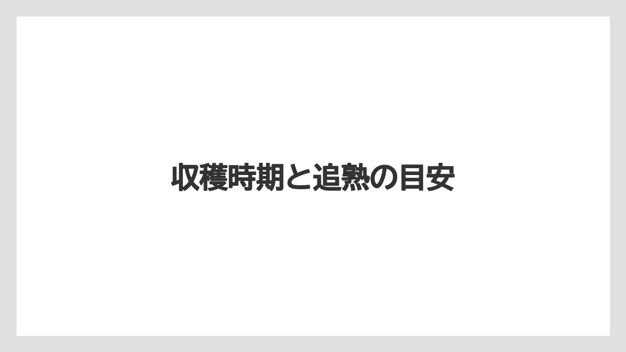 【レモン】【木】【水やり】【育て方】【苗】収穫時期と追熟の目安
