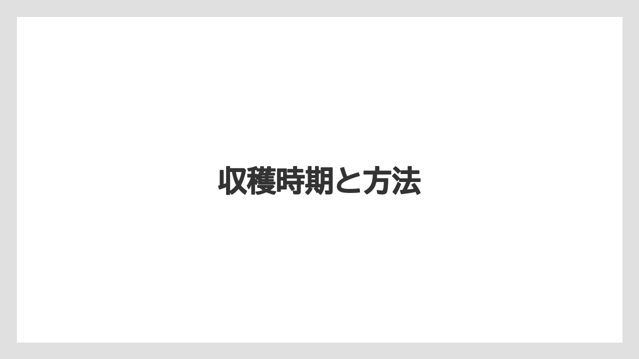 【大葉】【栽培】【育て方】【苗】収穫時期と方法