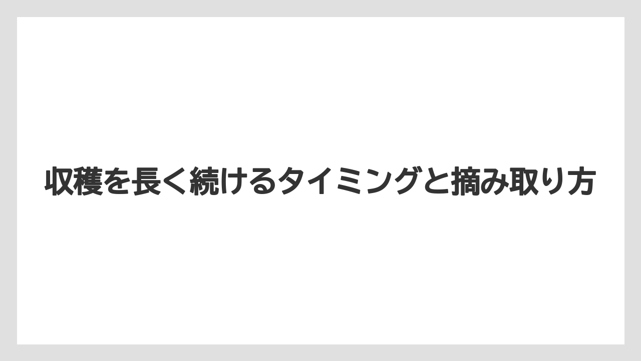 【栽培】【水耕栽培】【育て方】収穫を長く続けるタイミングと摘み取り方