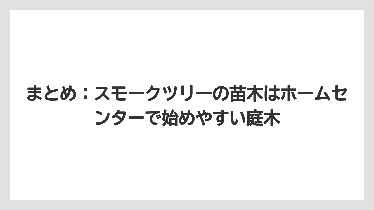 【スモークツリー】【栽培】【苗】まとめ：スモークツリーの苗木はホームセンターで始めやすい庭木