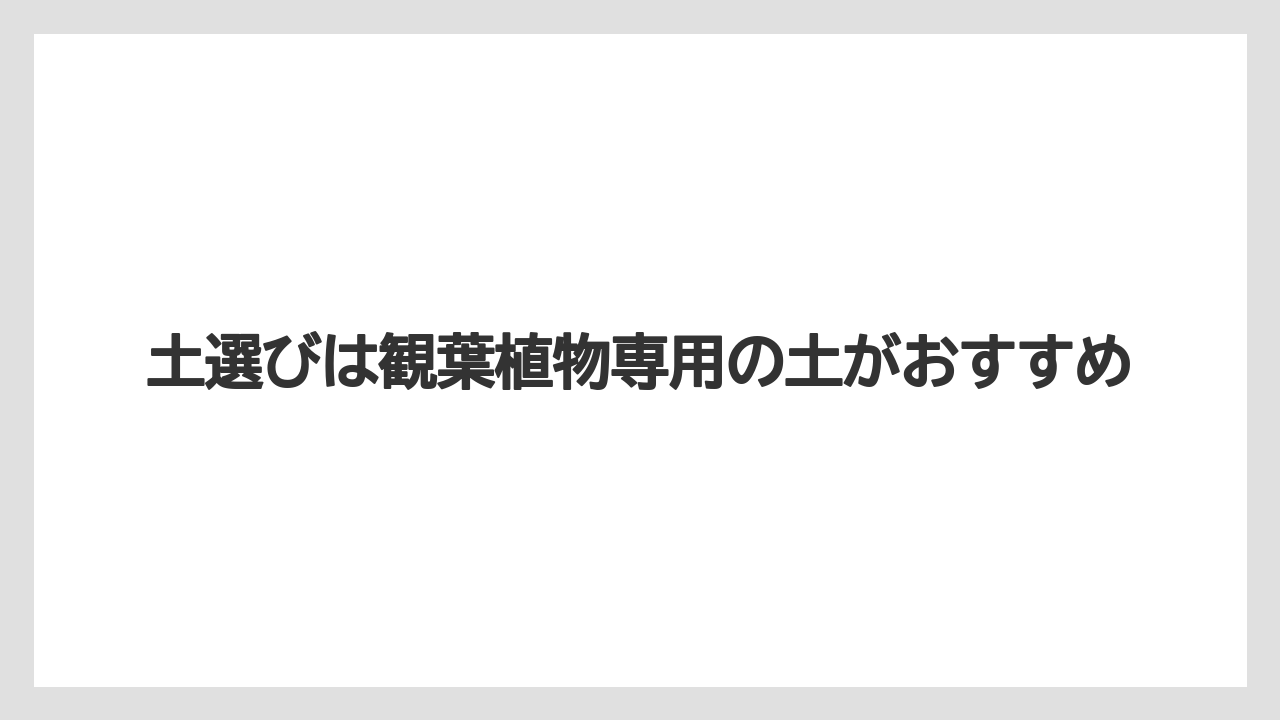 【ガジュマル】【栽培】【育て方】土選びは観葉植物専用の土がおすすめ