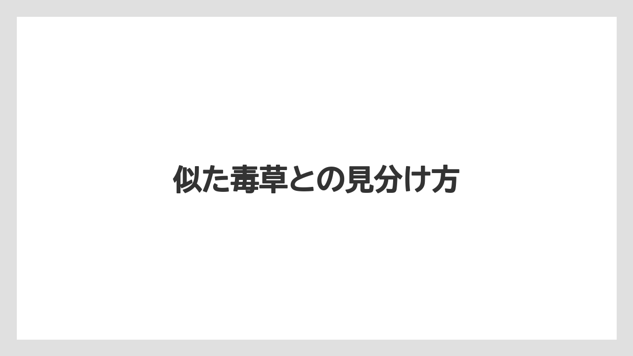 【いけない】【プランター】【植え】【水やり】【水耕栽培】似た毒草との見分け方