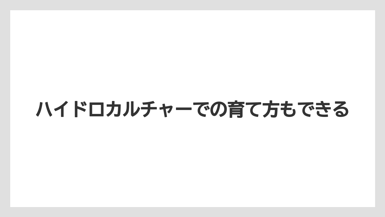 【ガジュマル】【栽培】【育て方】ハイドロカルチャーでの育て方もできる