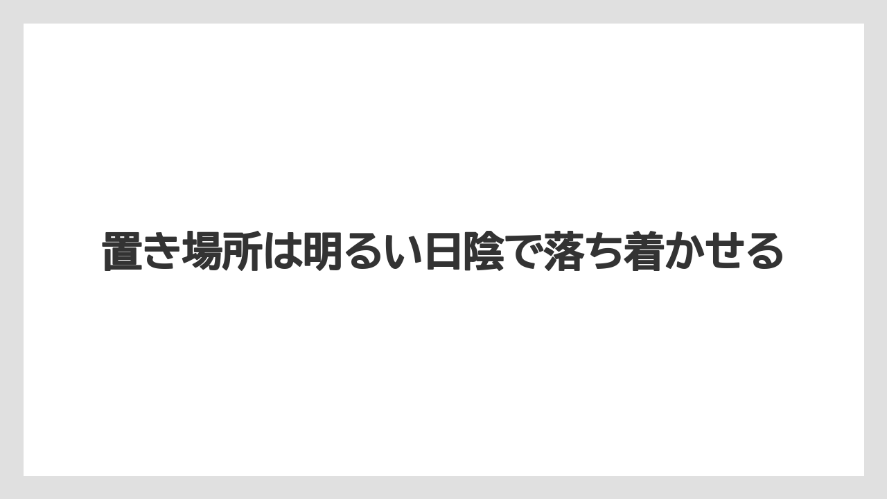 【アガベ】【サボテン】【多肉植物】【栽培】【肥料】置き場所は明るい日陰で落ち着かせる