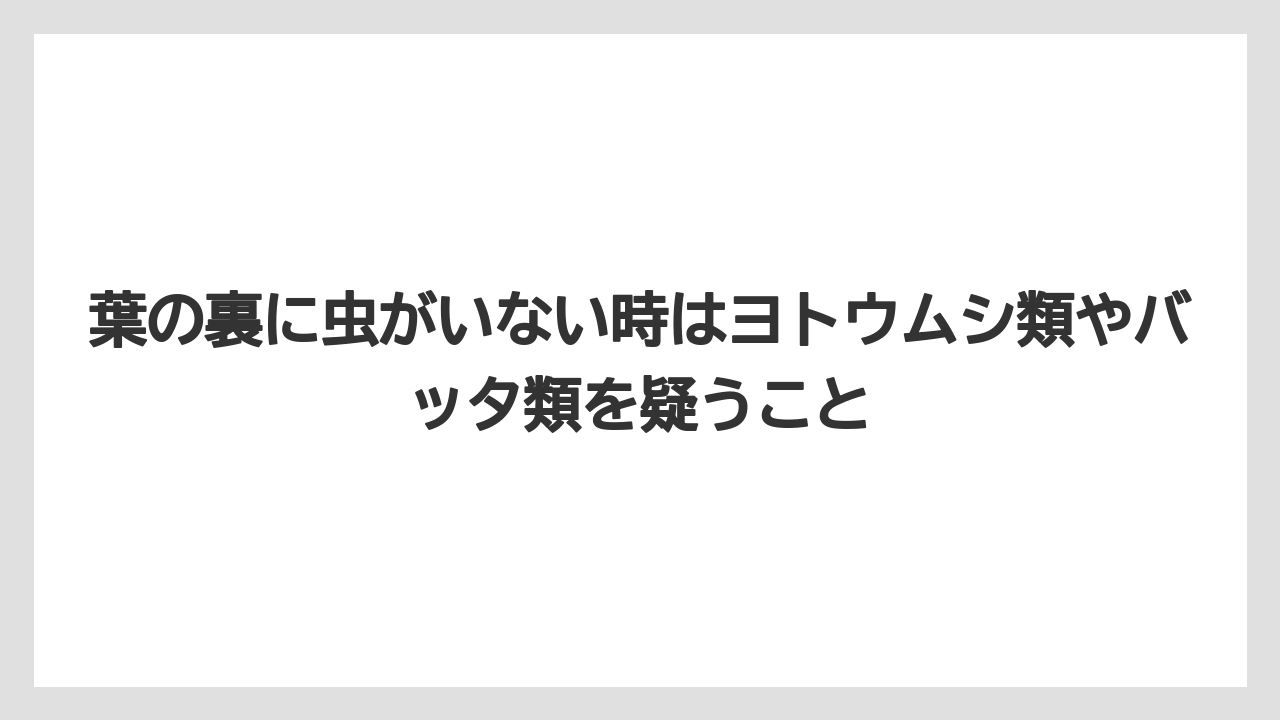 【コーヒー】【大葉】【栽培】葉の裏に虫がいない時はヨトウムシ類やバッタ類を疑うこと