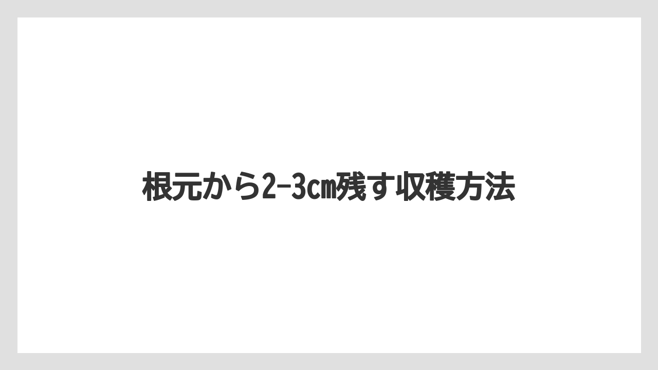 【栽培】【育ち】【行者にんにく】根元から2-3cm残す収穫方法