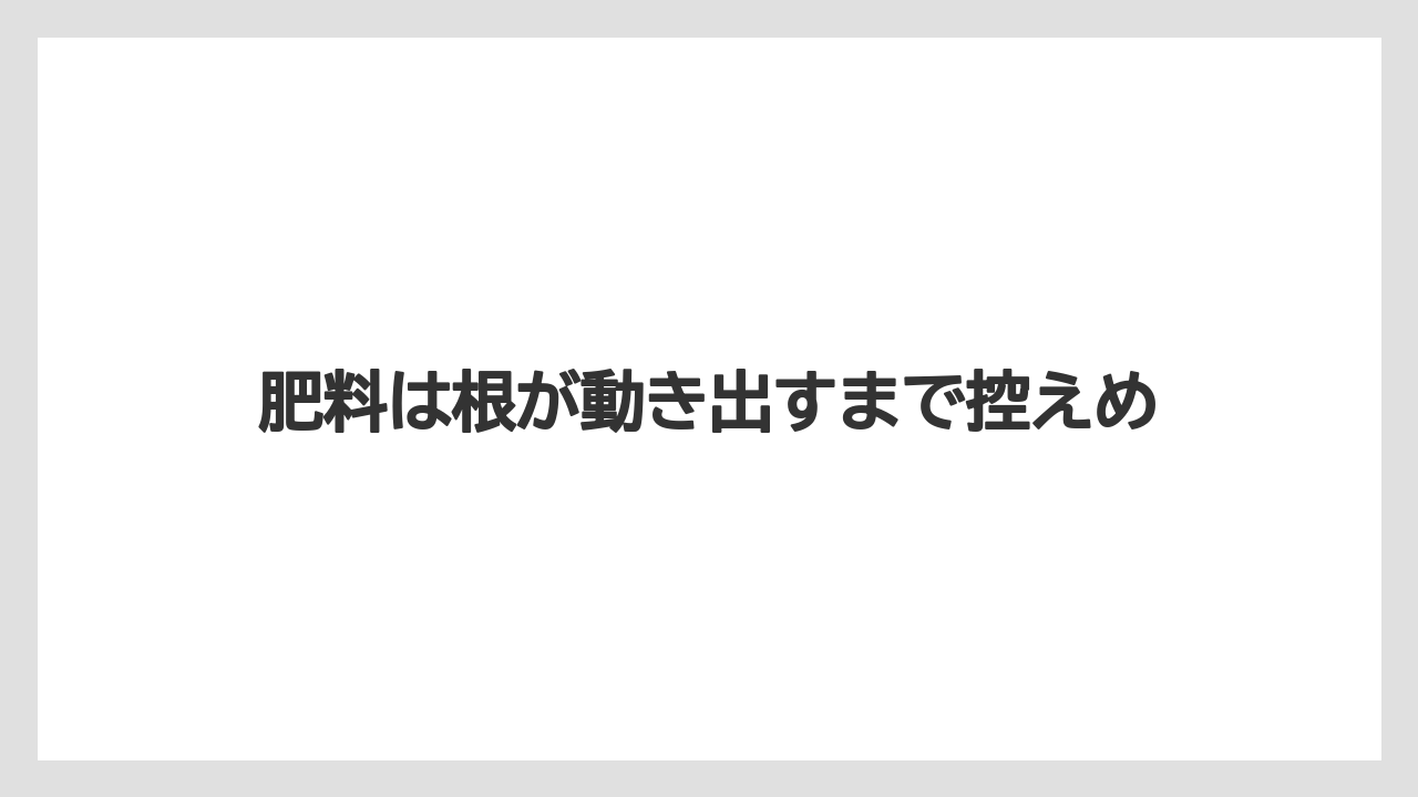 【エバーフレッシュ】【栽培】【育て方】肥料は根が動き出すまで控えめ