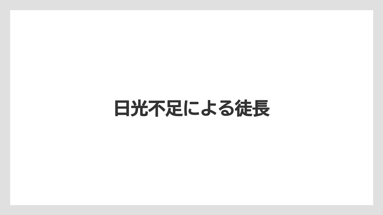 【バラ】【パキラ】【剪定】【水やり】【育て方】日光不足による徒長