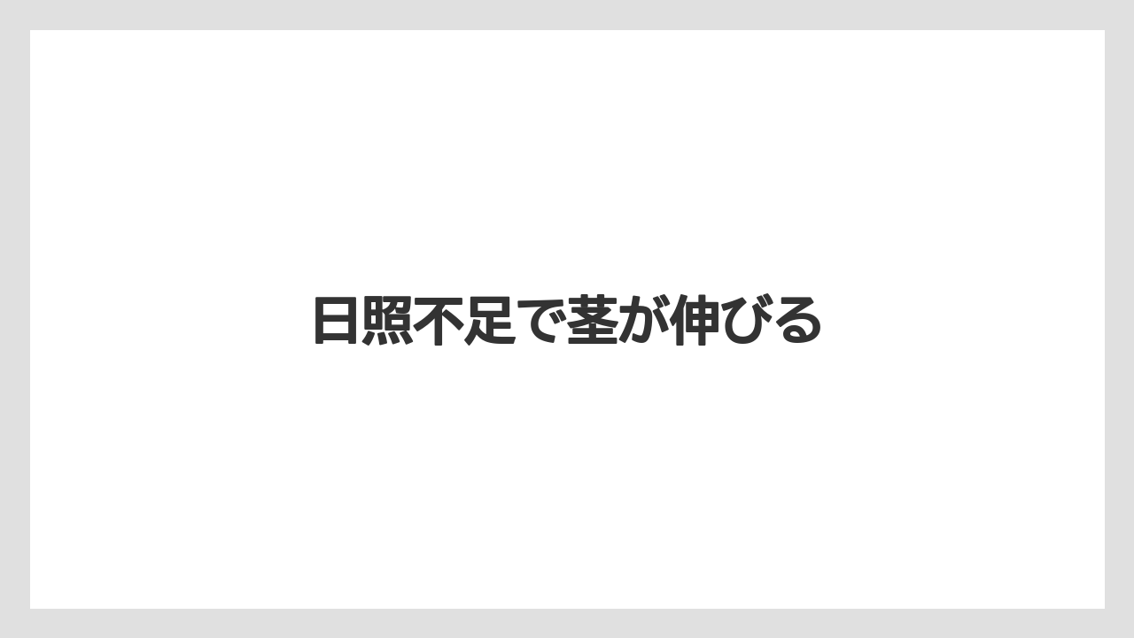 【バラ】【プランター】【水やり】【液体肥料】【草】日照不足で茎が伸びる