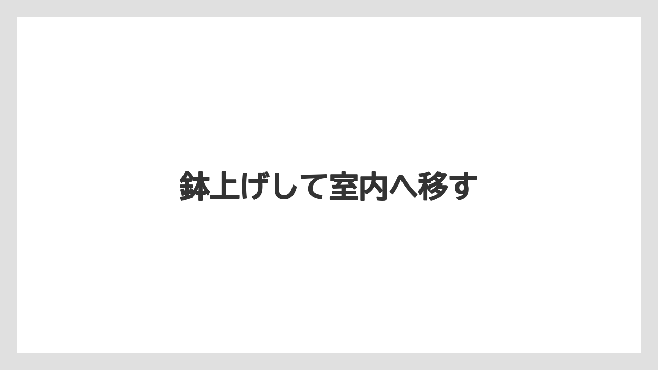 【バラ】【害虫】【枯れ】【水やり】【越し】鉢上げして室内へ移す