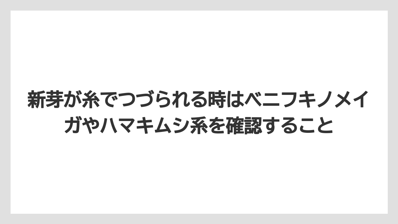 【コーヒー】【大葉】【栽培】新芽が糸でつづられる時はベニフキノメイガやハマキムシ系を確認すること