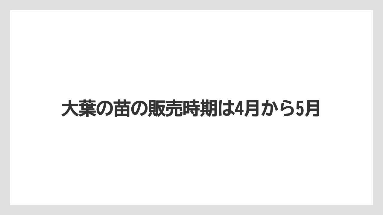 【大葉】【栽培】【育て方】【苗】大葉の苗の販売時期は4月から5月