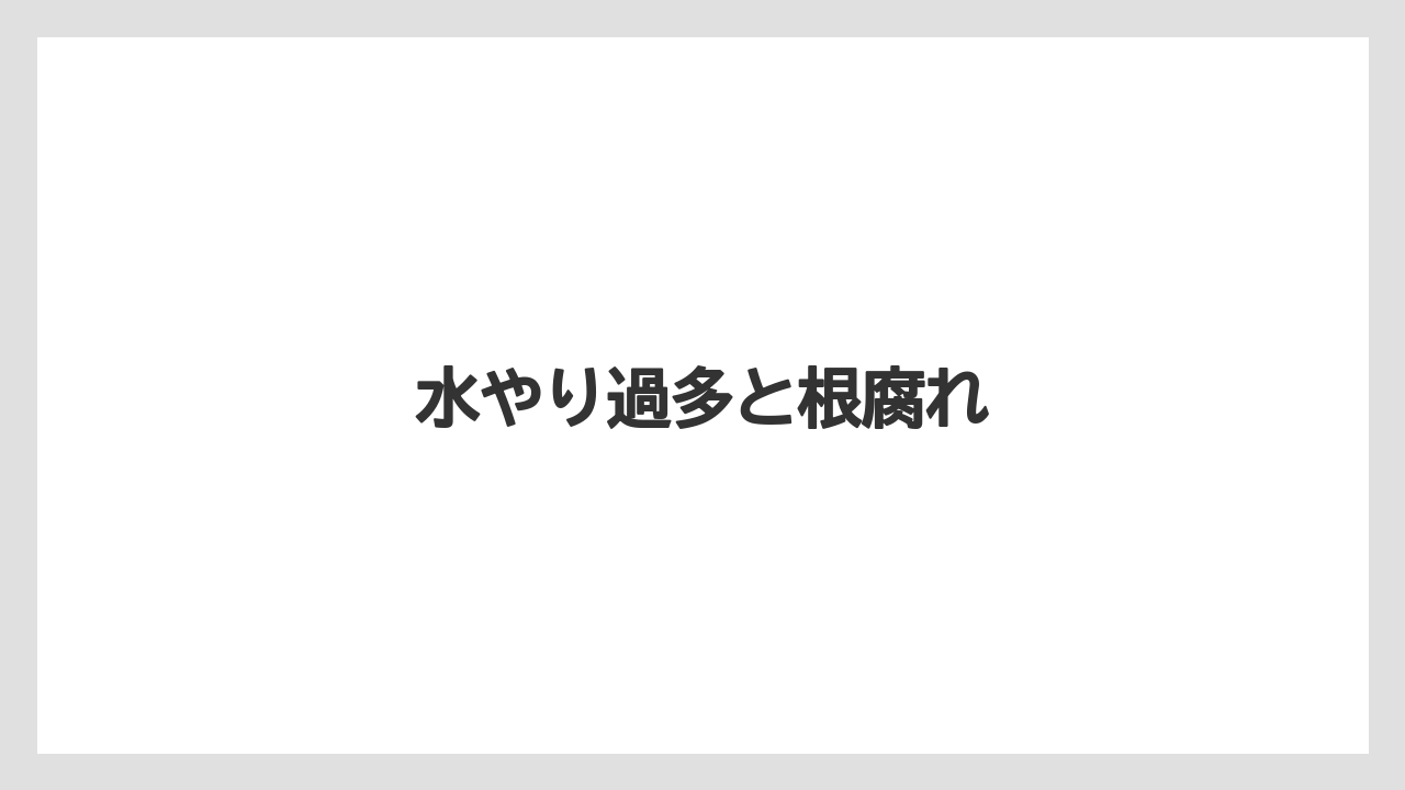 【バラ】【パキラ】【剪定】【水やり】【育て方】水やり過多と根腐れ