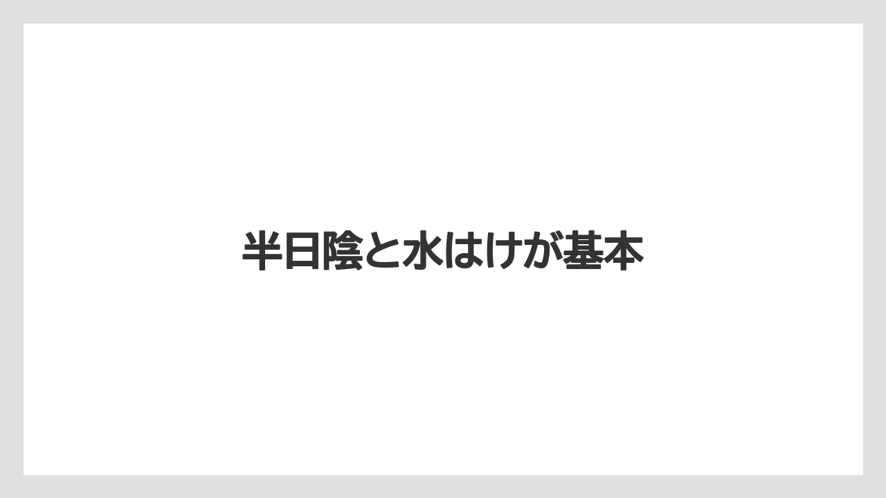 【いけない】【プランター】【植え】【水やり】【育て方】半日陰と水はけが基本