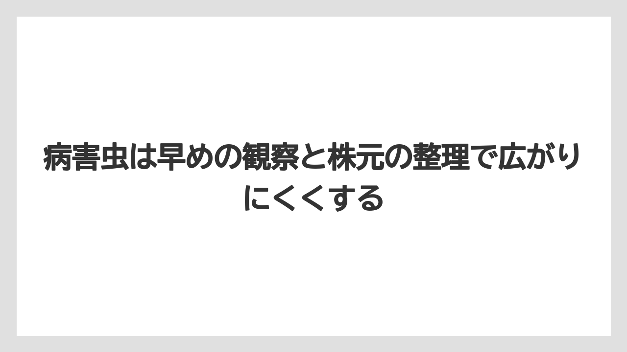 【バラ】【栽培】【肥料】病害虫は早めの観察と株元の整理で広がりにくくする