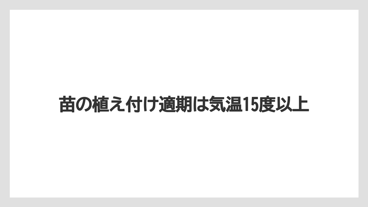 【大葉】【栽培】【育て方】【苗】苗の植え付け適期は気温15度以上