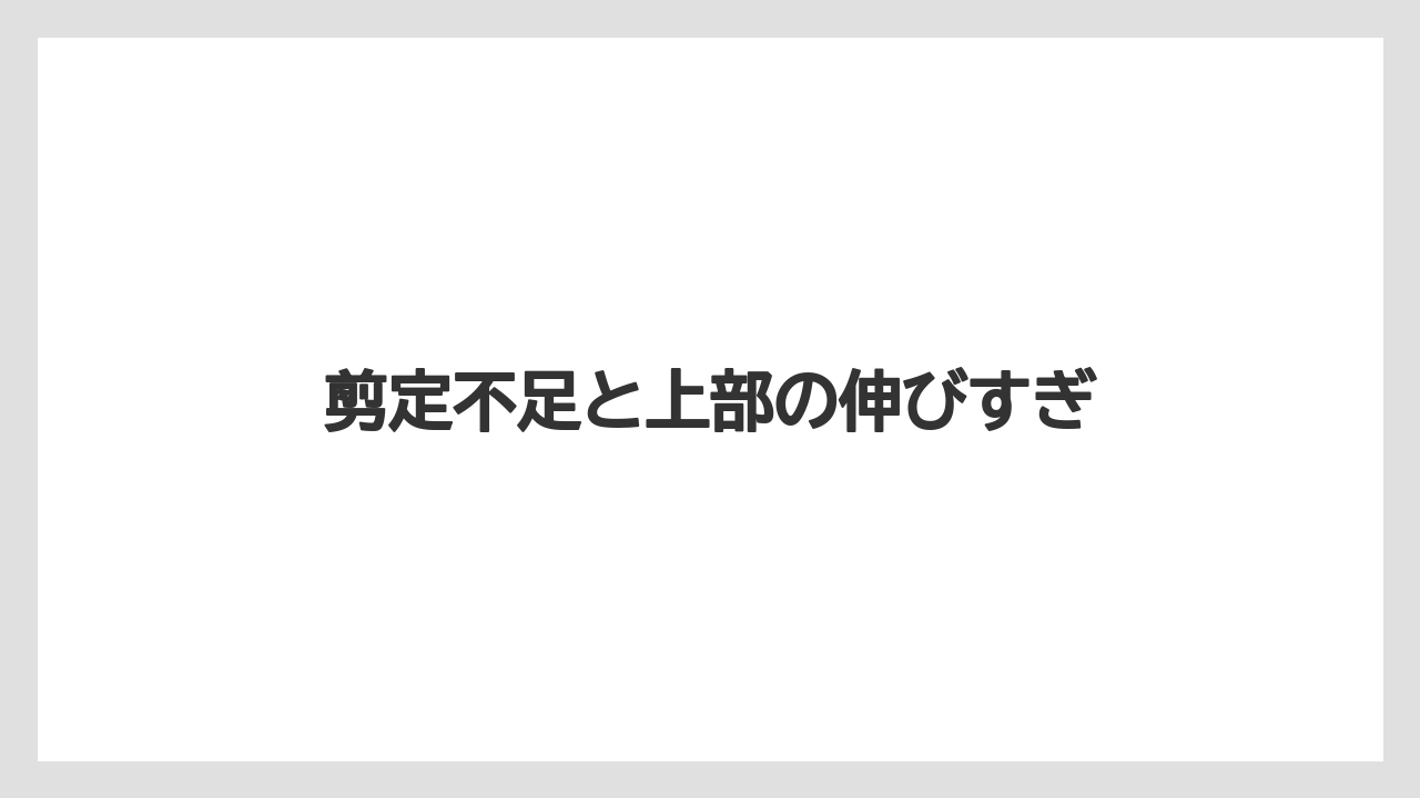 【レッドロビン】【剪定】【栽培】剪定不足と上部の伸びすぎ