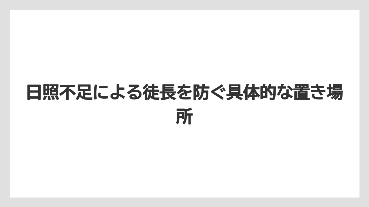 【大葉】【栽培】【水耕栽培】日照不足による徒長を防ぐ具体的な置き場所