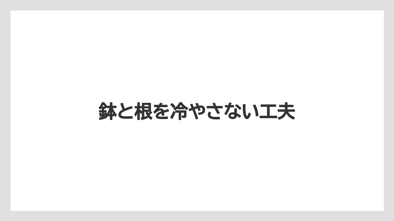 【植物】【水やり】【育て方】【観葉】【越し】鉢と根を冷やさない工夫