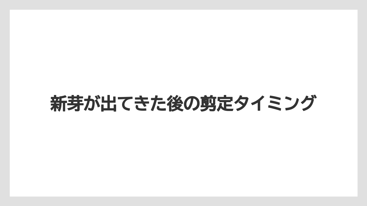 【エバーフレッシュ】【栽培】【育て方】新芽が出てきた後の剪定タイミング